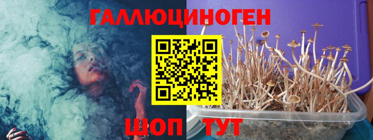 Славгород  Псилоцибиновые грибы мицелий  Вход с VPN 